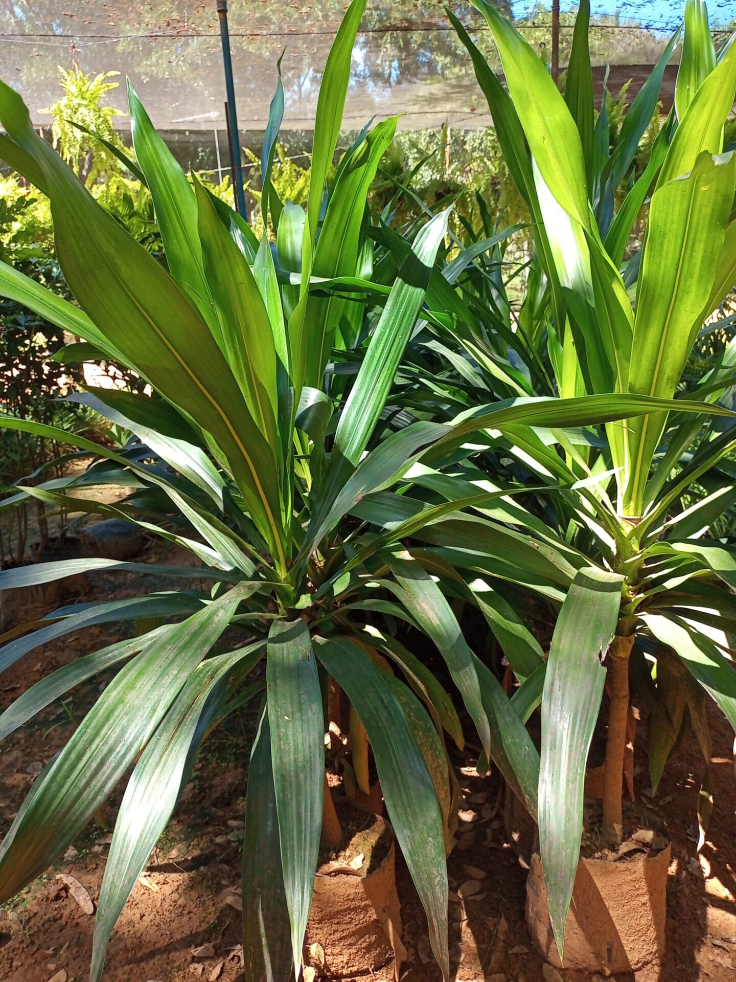 Muda de Dracena arbórea Dracaena Arborea Plantas Dona Euzébia