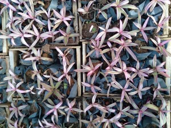 Muda de Abacaxi Roxo (Tradescantia spathacea)