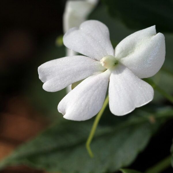 Muda de Beijinho | Maria sem vergonha | Beijo turco (Impatiens walleriana) - Image 3