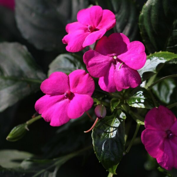 Muda de Beijinho | Maria sem vergonha | Beijo turco (Impatiens walleriana) - Image 2