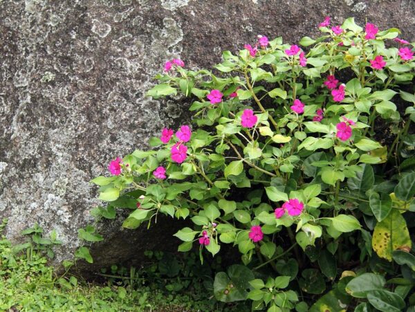 Muda de Beijinho | Maria sem vergonha | Beijo turco (Impatiens walleriana)