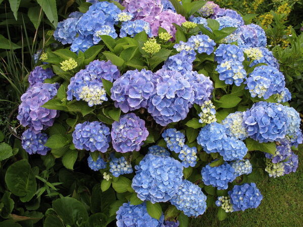 Muda de Hortênsia | Hidrângea (Hydrangea macrophylla)