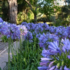 Muda de Agapanto (Agapanthus africanus)