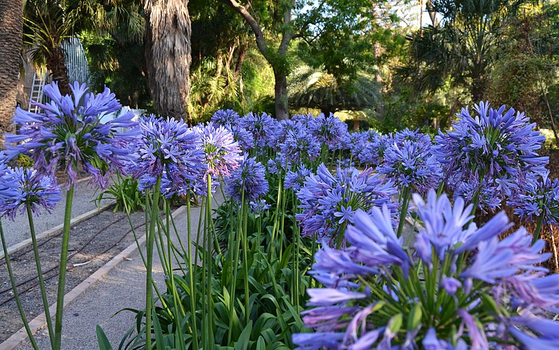 Muda de Agapanto (Agapanthus africanus)