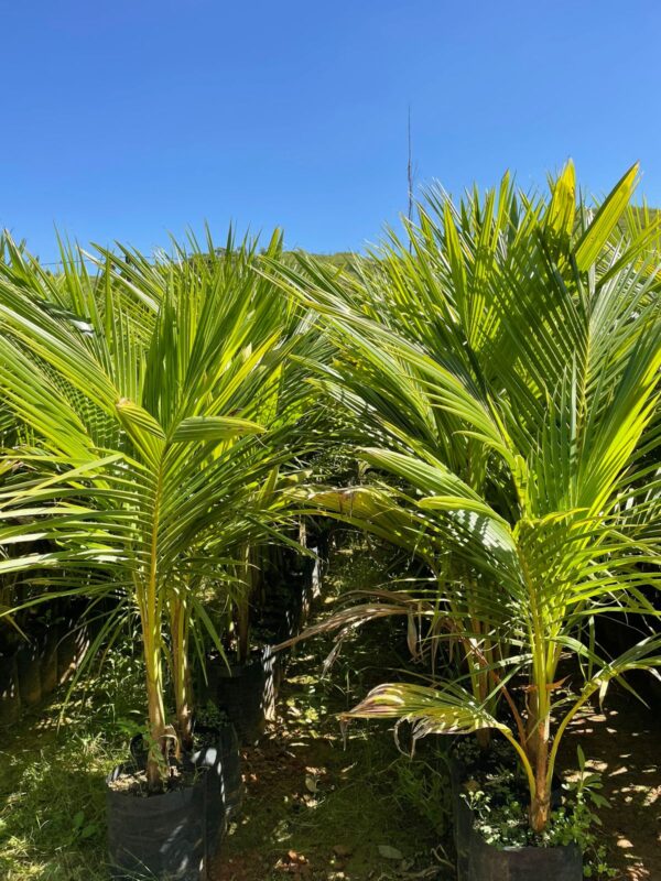 Muda de Coco Anão (Cocos nucifera)