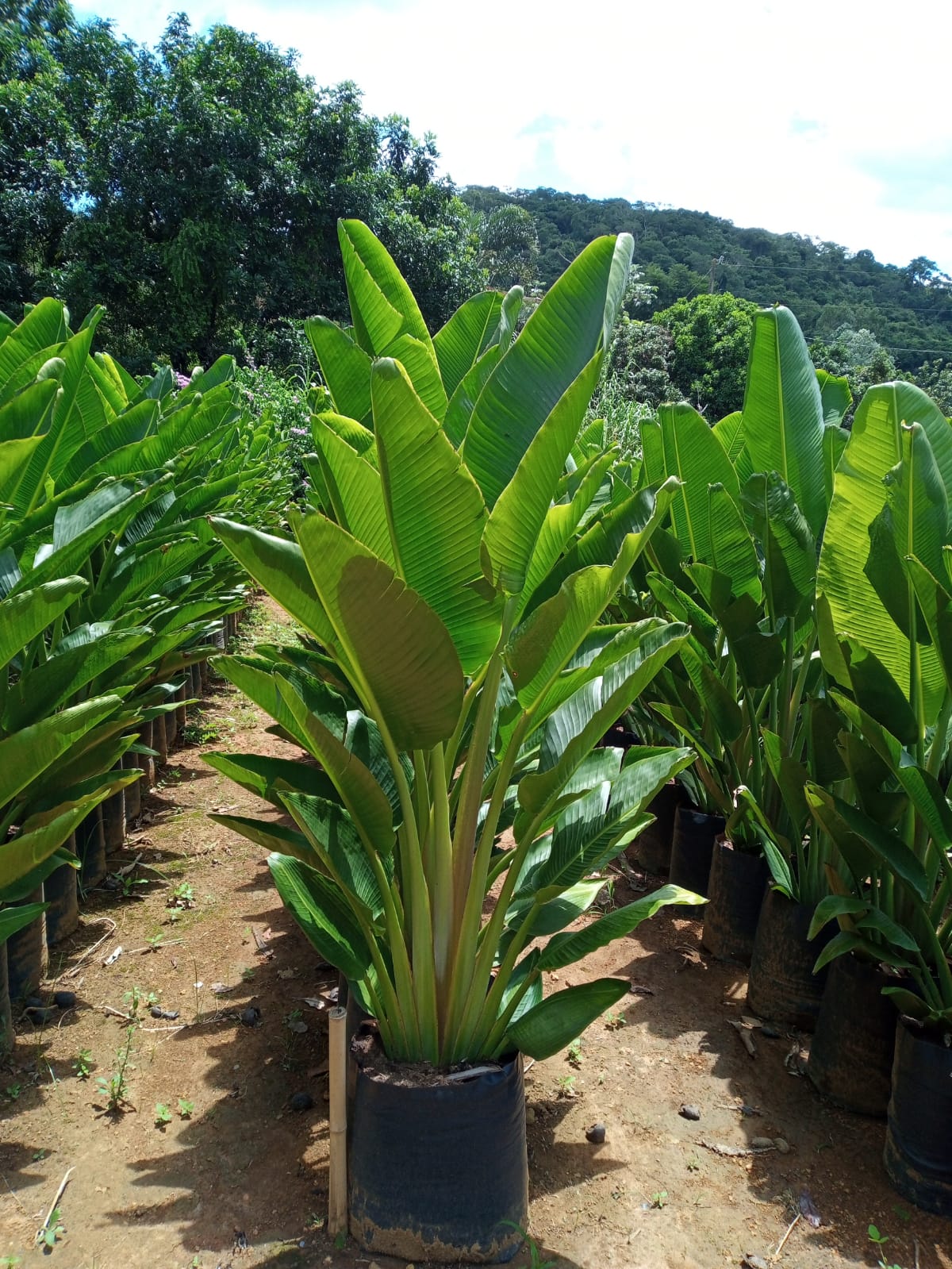 Raizes & Folhas - A Ravenala (Ravenala madagascariensis) é