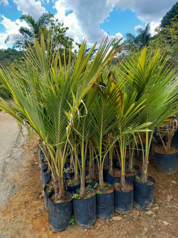 Muda de Coco Anão (Cocos nucifera) - Image 2