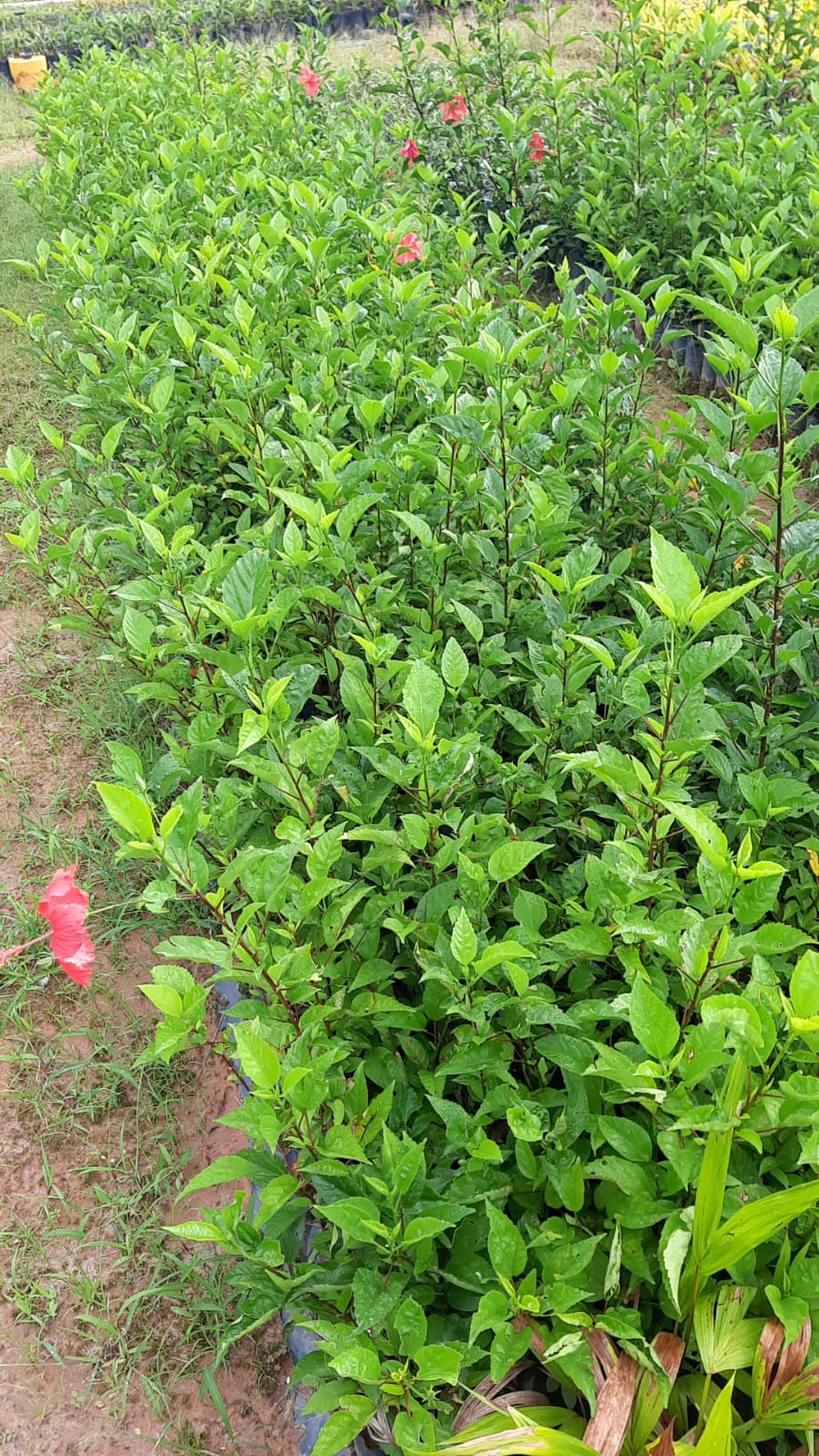 Muda de Hibisco Hibiscus rosa sinensis L Plantas Dona Euzébia