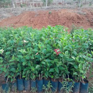 Muda de Hibisco (Hibiscus rosa-sinensis L)