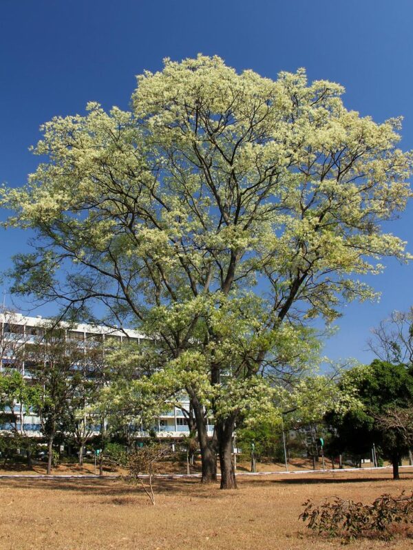 Muda de Angico Branco (Anadenanthera peregrina)