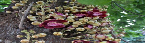 Muda de Abricó de Macaco (Couroupita guianensis)