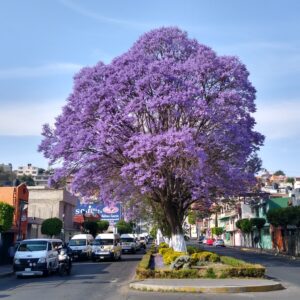 Muda de Jacarandá Caroba (Jacaranda caroba)
