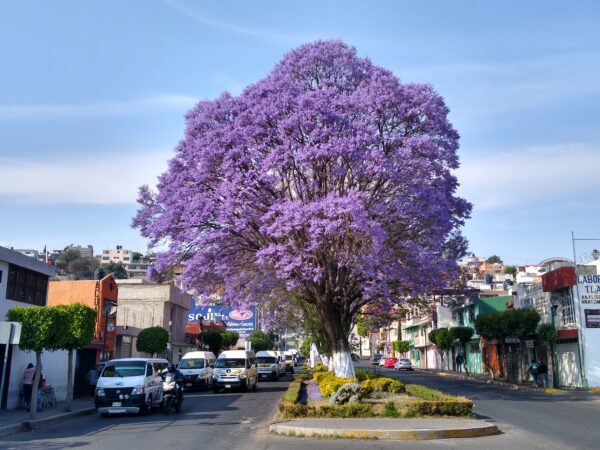 Muda de Jacarandá Caroba (Jacaranda caroba)