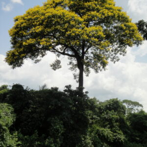 Muda de Sibipiruna (Caesalpinia peltophoroides Benth.)