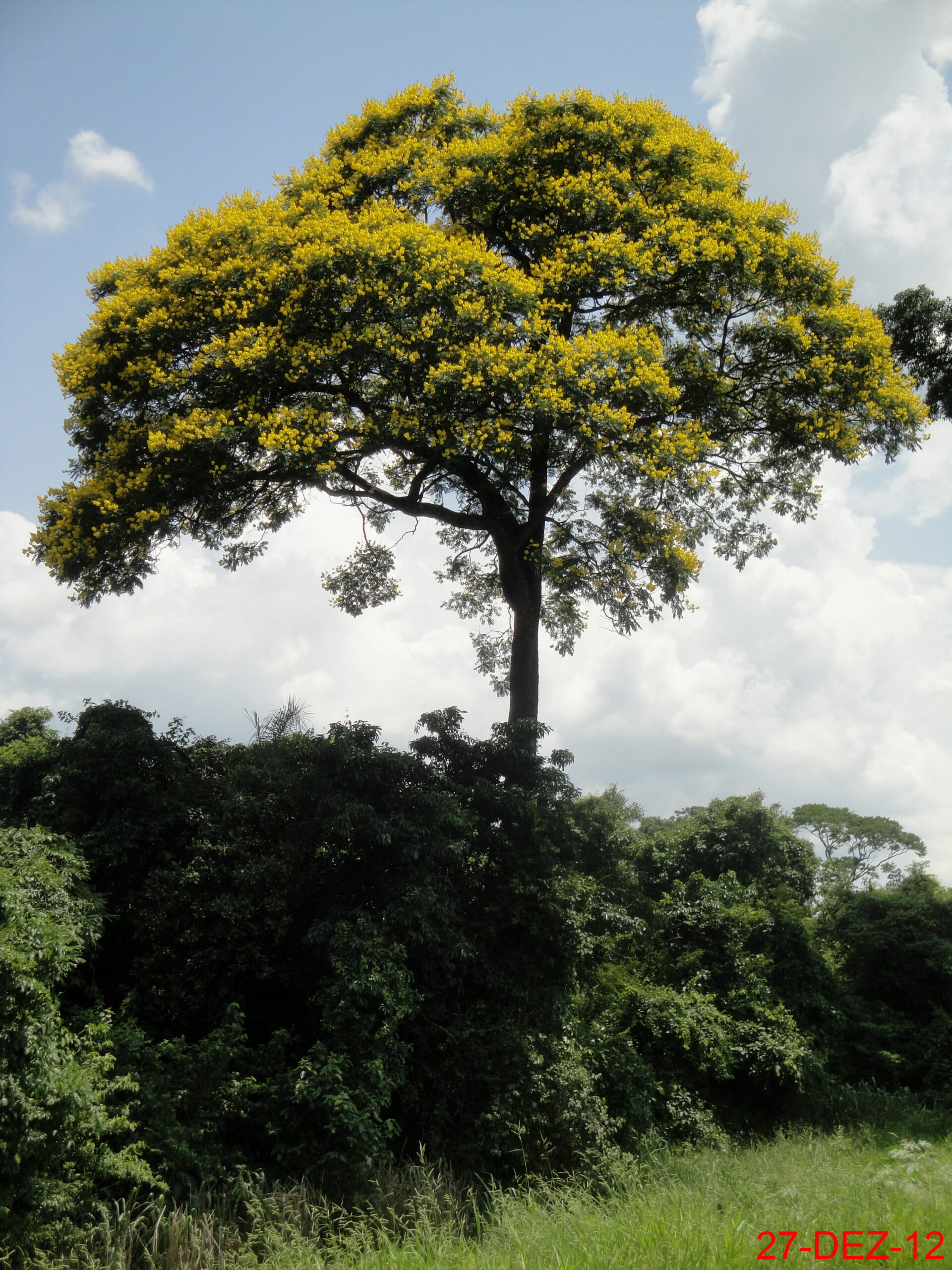 Muda de Sibipiruna (Caesalpinia peltophoroides Benth.)