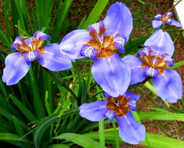 Muda de Íris Azul | Falso Íris (Neomarica caerulea)