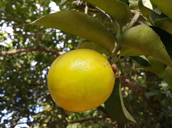 Muda de Lima da Pérsia | Lima doce (Citrus limettioides (Christm.) Swingle)