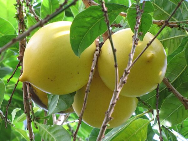 Muda de Abiu Amarelo | Abieiro (Pouteria caimito)