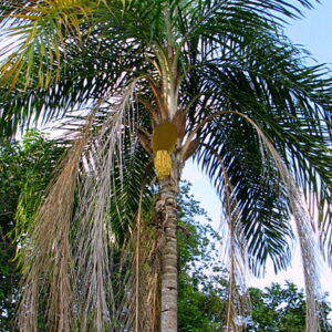 Pupunha | Pupunheira (Bactris gasipaes) - Muda