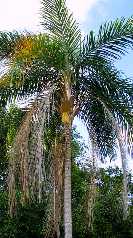 Pupunha | Pupunheira (Bactris gasipaes) - Muda