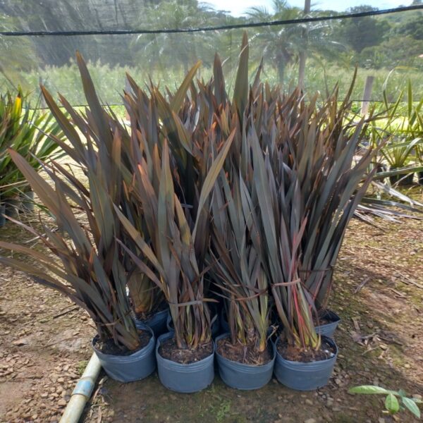 Muda de Fórmio (Phormium tenax)