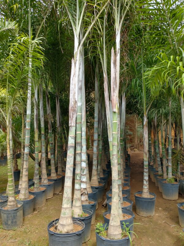 Muda de Palmeira Areca de Locuba (Dypsis Madagascariensis) - Image 2