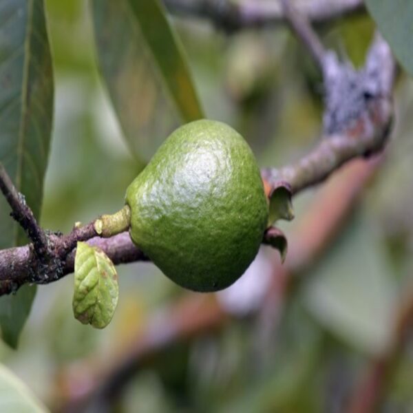 Muda de Araçá | Araçá amarelo (Psidium cattleyanum Sabine.)