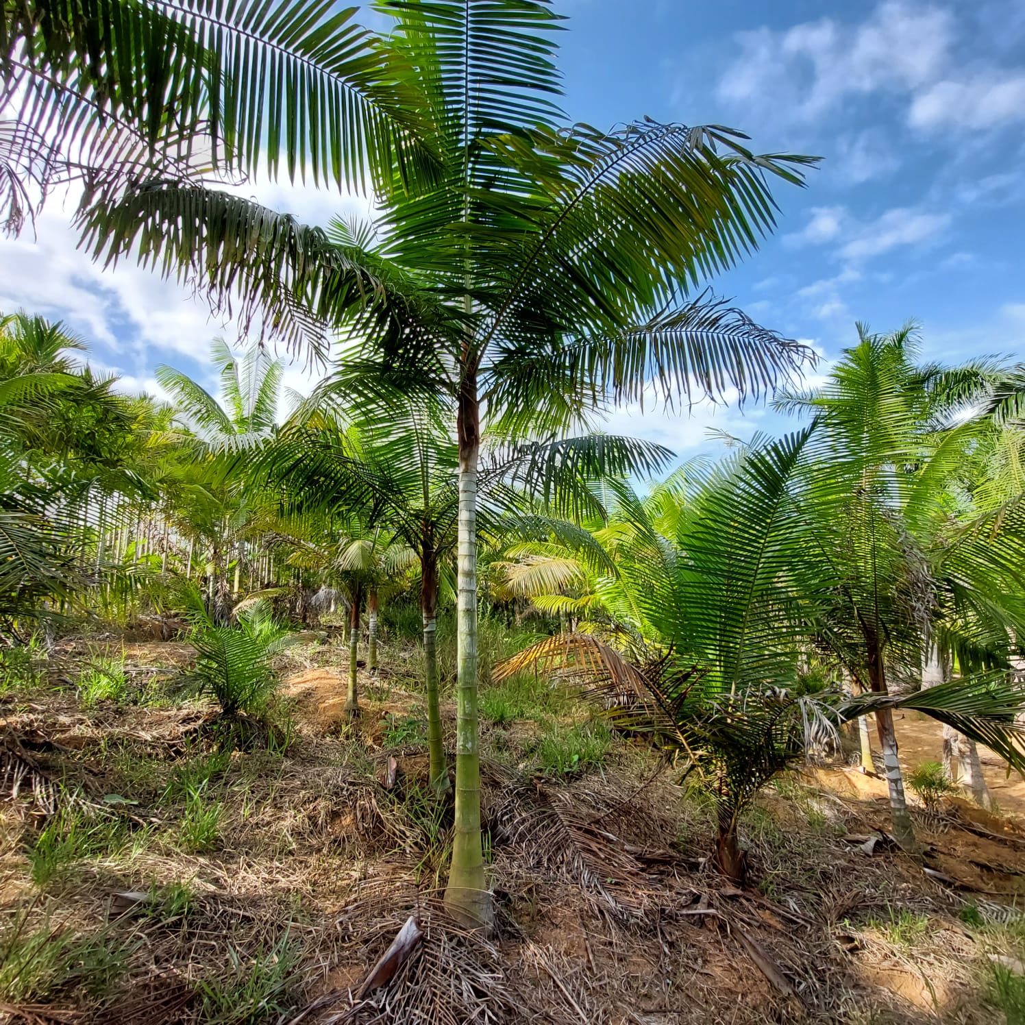 Muda de Palmeira de Pescoço Marrom (Dypsis lastelliana) - Plantas Dona ...