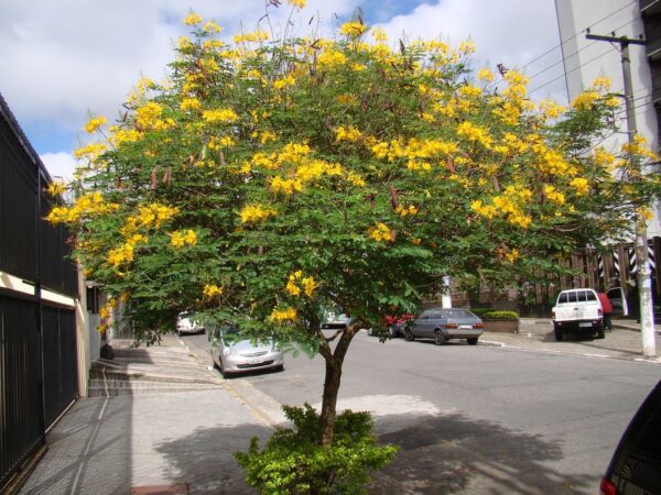 Flamboyant-mini | Flamboyanzinho | Flamboyantzinho (Caesalpinia pulcherrima)