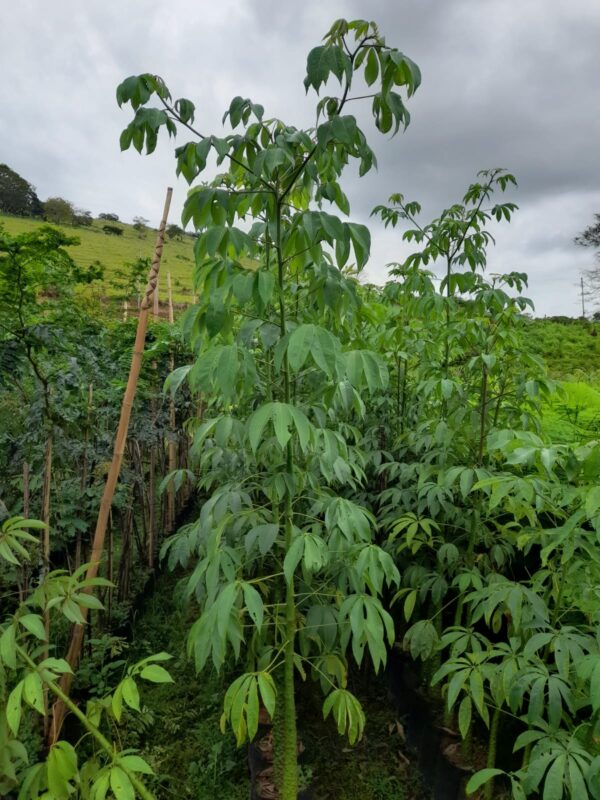 Paineira (Ceiba Speciosa) - Image 2