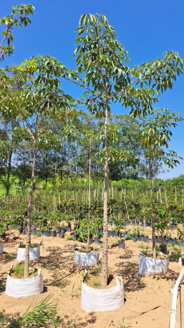 Paineira (Ceiba Speciosa)