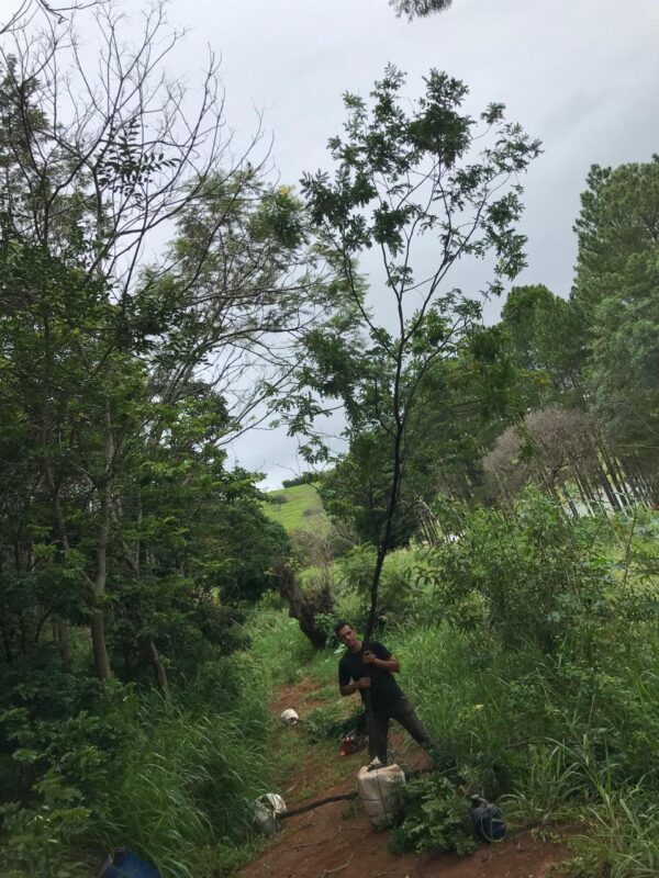 Pau-brasil - Paubrasilia echinata (antiga Caesalpinia echinata)