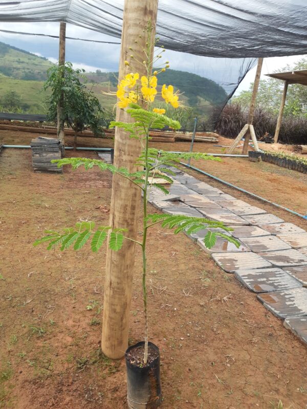 Flamboyant-mini | Flamboyanzinho | Flamboyantzinho (Caesalpinia pulcherrima) - Image 2