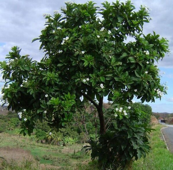 Babosa Branca (Cordia Superba)