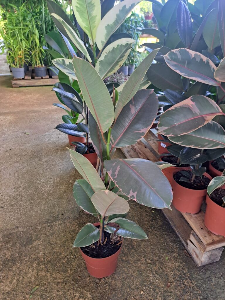 Ficus-Elástica | Árvore-de-Borracha (Ficus elastica) - Muda - Plantas ...