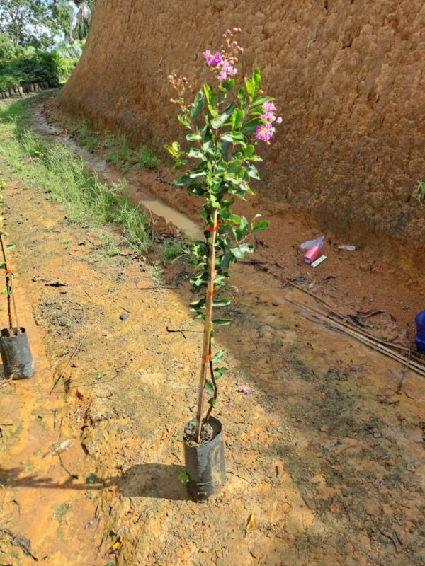 Resedá | Árvore-de-Júpiter (Lagerstroemia indica) - Image 2