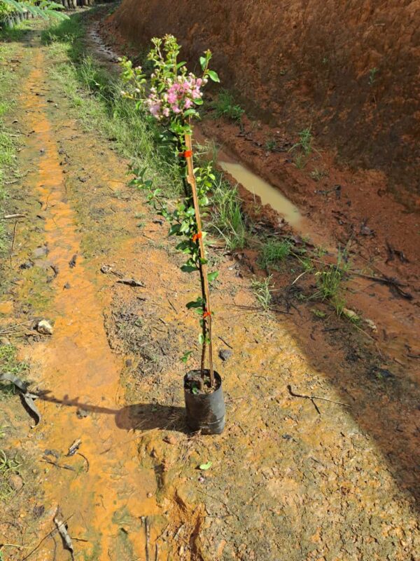 Resedá | Árvore-de-Júpiter (Lagerstroemia indica) - Image 3