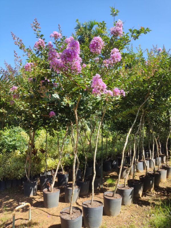 Resedá | Árvore-de-Júpiter (Lagerstroemia indica)