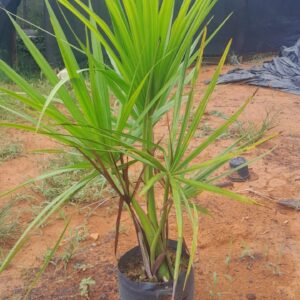 Buriti (Mauritia flexuosa) - Palmeira Para Lagos e Áreas úmidas