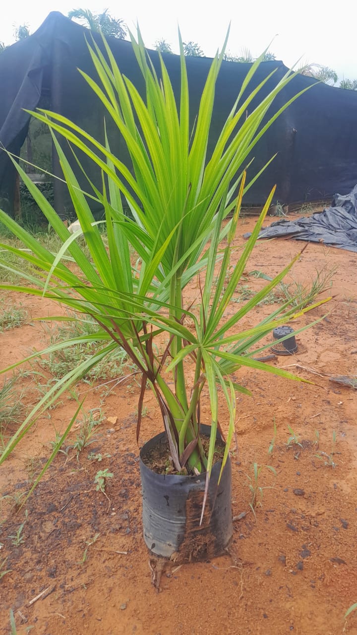 Buriti (Mauritia flexuosa) - Palmeira Para Lagos e Áreas úmidas