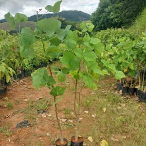 Mulungu ou Eritrina - Erythrina Speciosa | Muda Nativa Para Reflorestamento