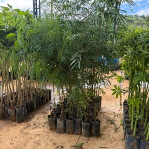 Farinha-Seca - Albizia niopoides | Muda Nativa Reflorestamento