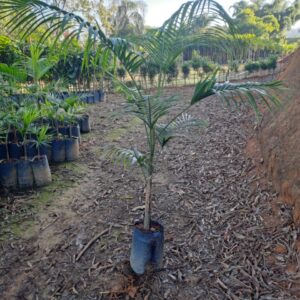 Palmeira Juçara ou Palmito Jussara | Nativa Reflorestamento e Paisagismo