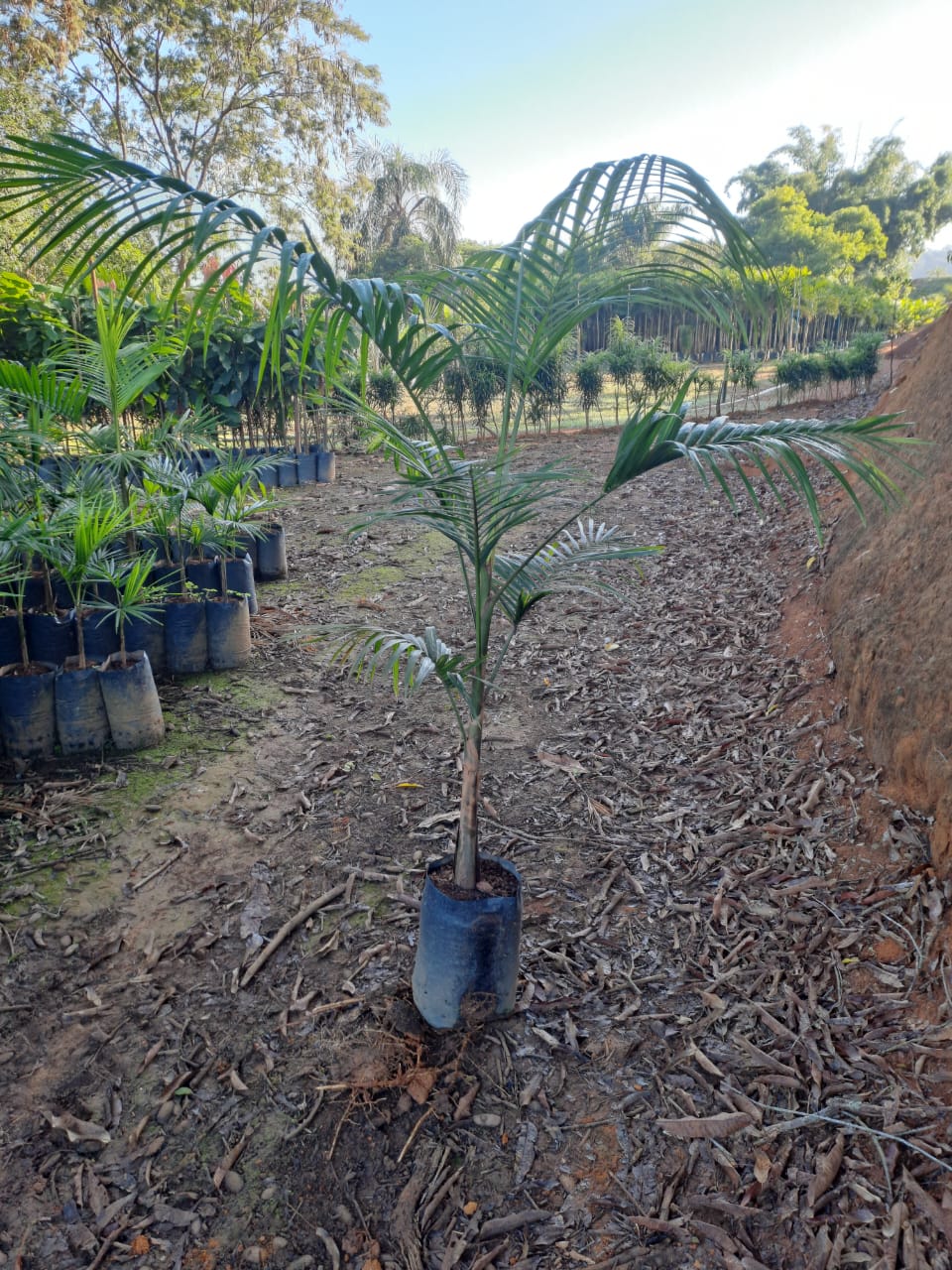 Palmeira Juçara ou Palmito Jussara | Nativa Reflorestamento e Paisagismo