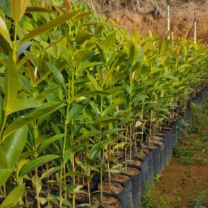 Guanandi - Calophyllum brasiliense | Muda Nativa Para Reflorestamento e Restauração de Nascentes