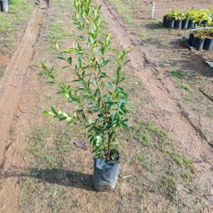 Cereja-do-rio-grande | Muda Frutífera Nativa Reflorestamento e Pomar
