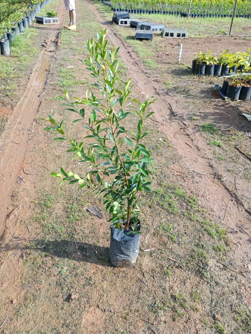 Cereja-do-rio-grande | Muda Frutífera Nativa Reflorestamento e Pomar