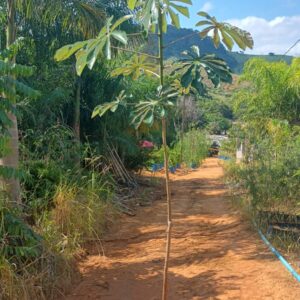 Embaúba - Cecropia pachystachya - Muda Nativa para Reflorestamento e Paisagismo