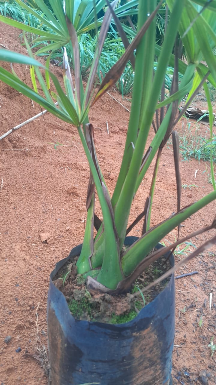 Buriti (Mauritia flexuosa) - Palmeira Para Lagos e Áreas úmidas - Image 3