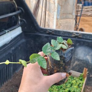 Hera-unha-de-gato, Hera-de-muro ou Hera-Trepadeira (Ficus pumila)